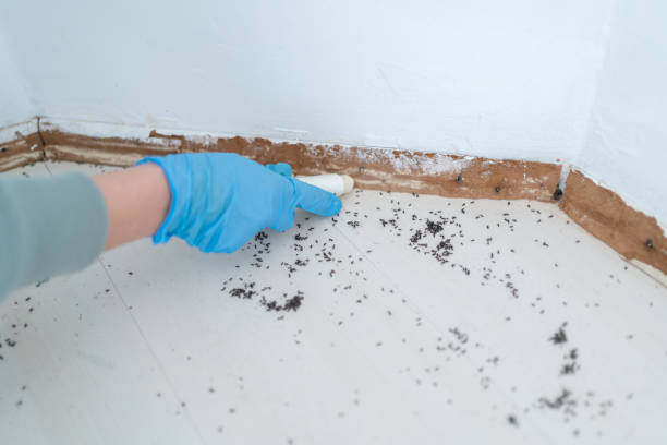 Best Pest Removal Services  in Jourdanton, TX